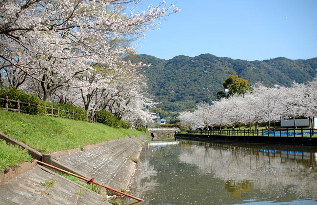 熊本　桜　花園池　花見