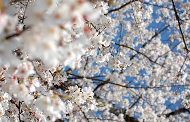 熊本　桜　花園池　花見