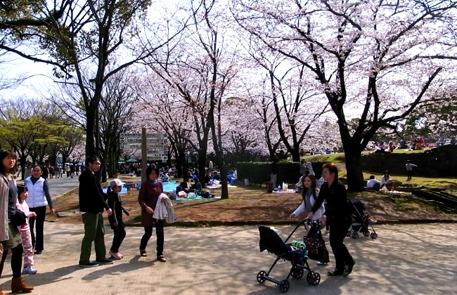 熊本城　二の丸公園　桜散歩