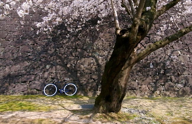 熊本城　二の丸公園　桜散歩