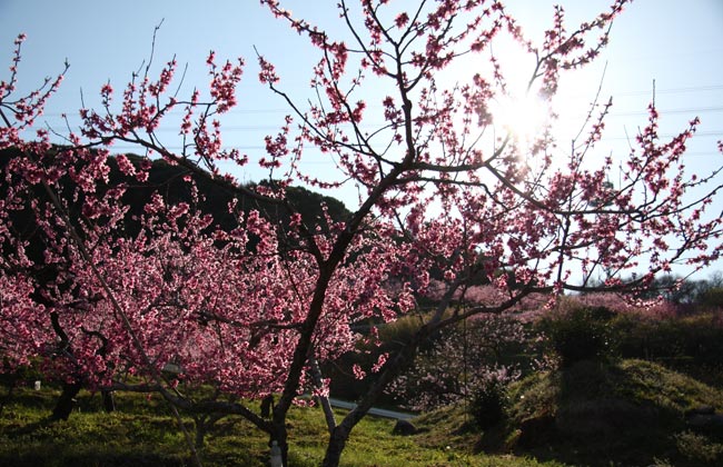 桃の花　熊本　花園　満開