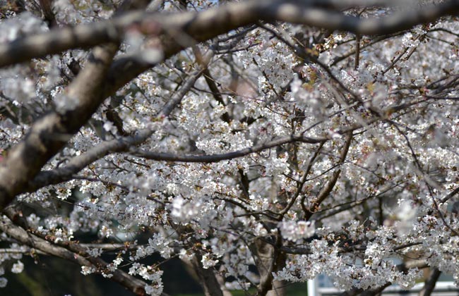 来春　熊本城　周辺　桜