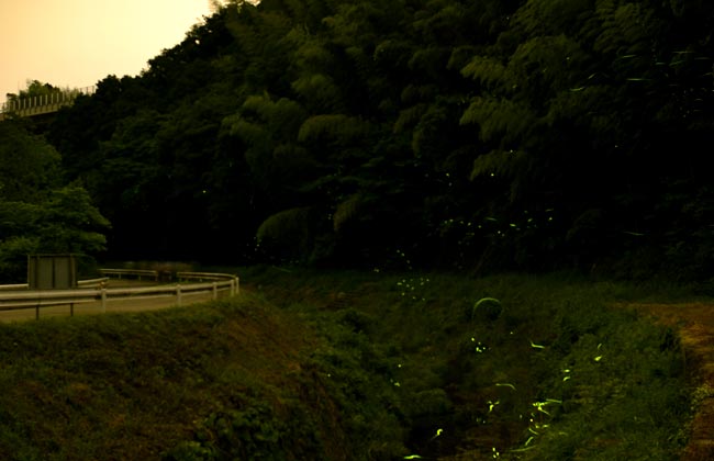 蛍　セツコ　ドロップちゃうおはじきや！　