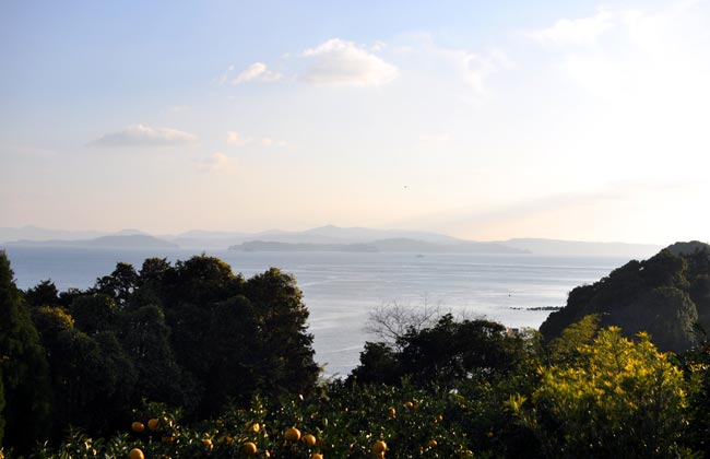 天草　熊本県　みかん畑