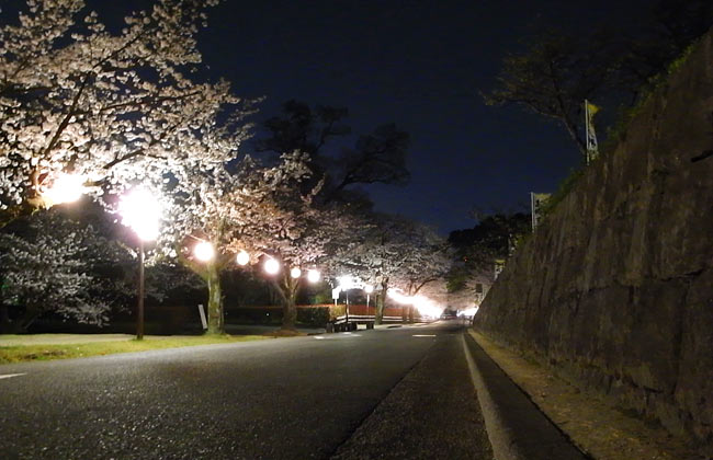 熊本城まつり　熊本城　夜桜　みゆき坂